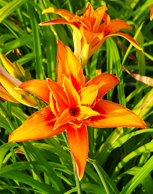 Hemerocallis cultorum `Andreas Orange`